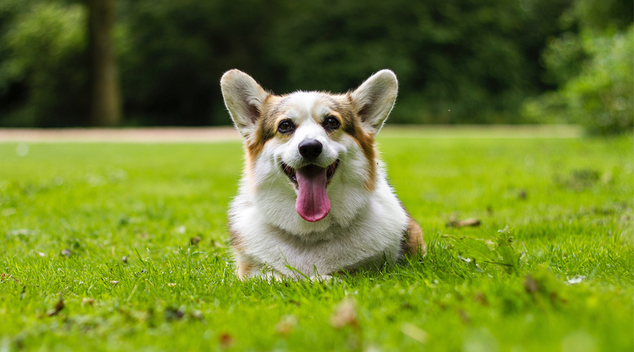 Pet Friendly Pet Friendly